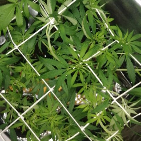 shurak kush  growlog photo: buenos humos... amigos seguimos con 1 ejemplar de sexo hembra, nos quedan 5 regulares, vamos con fe les dejo unas fotos 🔥