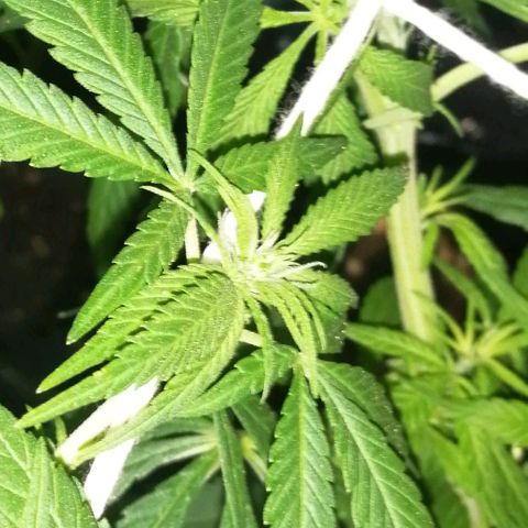 shurak kush  growlog photo: buenos humos... amigos seguimos con 1 ejemplar de sexo hembra, nos quedan 5 regulares, vamos con fe les dejo unas fotos 🔥