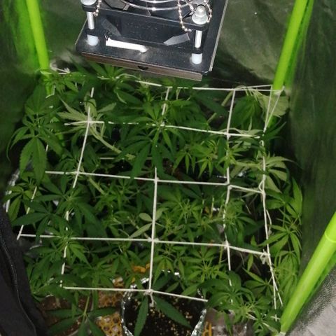 shurak kush  growlog photo: buenos humos... amigos seguimos con 1 ejemplar de sexo hembra, nos quedan 5 regulares, vamos con fe les dejo unas fotos 🔥