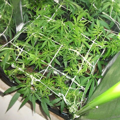 shurak kush  growlog photo: imagenes de lo que fue la etapa vegetativa con las 7 ejemolares hoy tenemos 6 5 en proceso de sexado y una hembra buenos humos 🔥🌾🍃y cosechas 