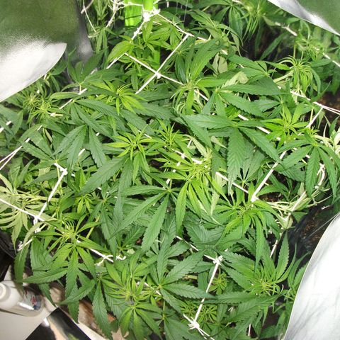 shurak kush  growlog photo: imagenes de lo que fue la etapa vegetativa con las 7 ejemolares hoy tenemos 6 5 en proceso de sexado y una hembra buenos humos 🔥🌾🍃y cosechas 