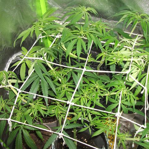 shurak kush  growlog photo: imagenes de lo que fue la etapa vegetativa con las 7 ejemolares hoy tenemos 6 5 en proceso de sexado y una hembra buenos humos 🔥🌾🍃y cosechas 