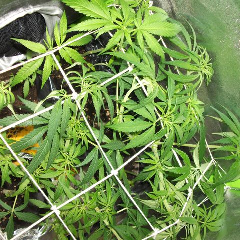 shurak kush  growlog photo: imagenes de lo que fue la etapa vegetativa con las 7 ejemolares hoy tenemos 6 5 en proceso de sexado y una hembra buenos humos 🔥🌾🍃y cosechas 