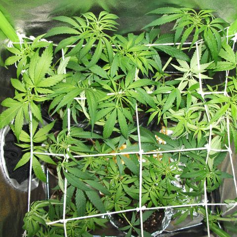 shurak kush  growlog photo: imagenes de lo que fue la etapa vegetativa con las 7 ejemolares hoy tenemos 6 5 en proceso de sexado y una hembra buenos humos 🔥🌾🍃y cosechas 