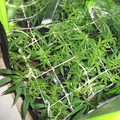 shurak kush  growlog photo: imagenes de lo que fue la etapa vegetativa con las 7 ejemolares hoy tenemos 6 5 en proceso de sexado y una hembra buenos humos 🔥🌾🍃y cosechas 