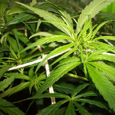 shurak kush  growlog photo: imagenes de lo que fue la etapa vegetativa con las 7 ejemolares hoy tenemos 6 5 en proceso de sexado y una hembra buenos humos 🔥🌾🍃y cosechas 