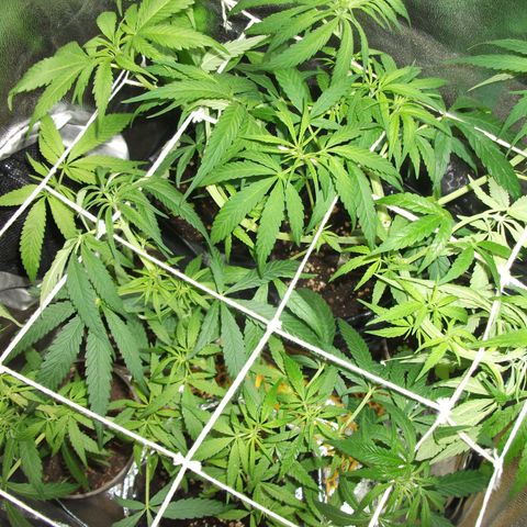 shurak kush  growlog photo: imagenes de lo que fue la etapa vegetativa con las 7 ejemolares hoy tenemos 6 5 en proceso de sexado y una hembra buenos humos 🔥🌾🍃y cosechas 