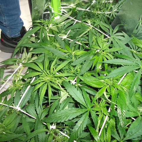 shurak kush  growlog timeline photo
