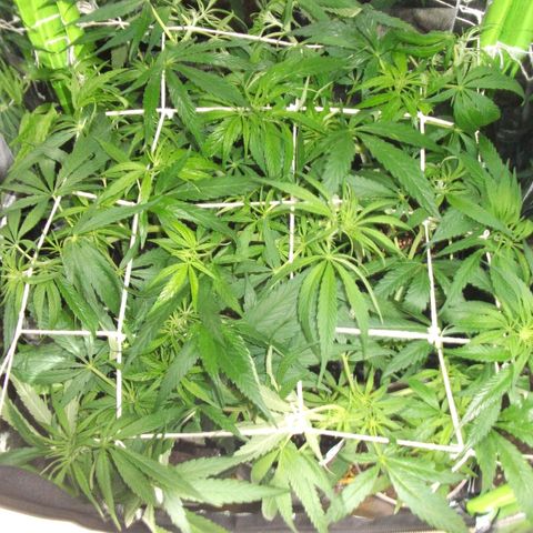 shurak kush  growlog timeline photo
