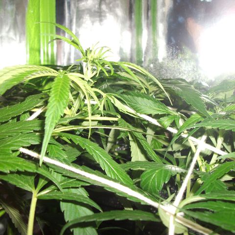 shurak kush  growlog timeline photo