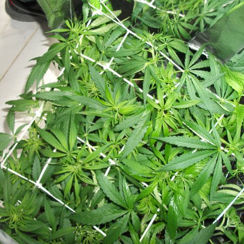 shurak kush  growlog timeline photo