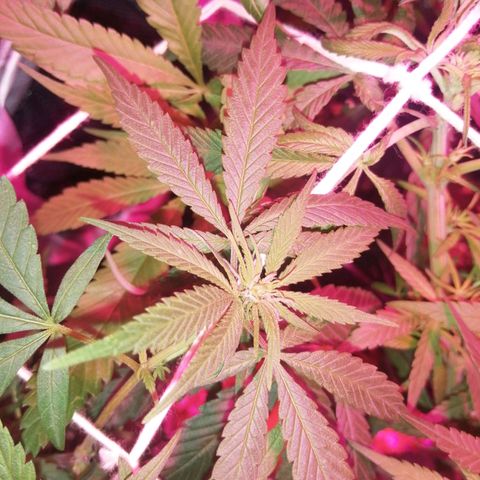 shurak kush  growlog timeline photo
