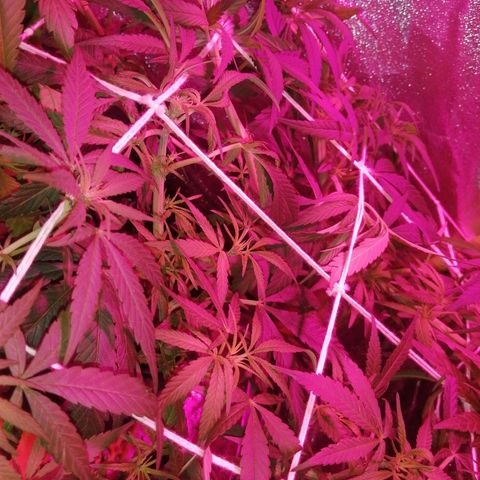 shurak kush  growlog timeline photo