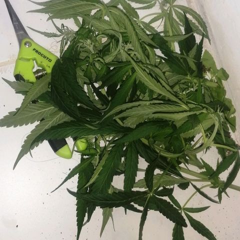 shurak kush  growlog timeline photo
