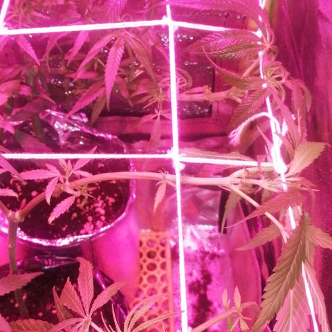 shurak kush  growlog timeline photo
