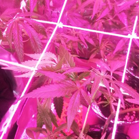 shurak kush  growlog timeline photo