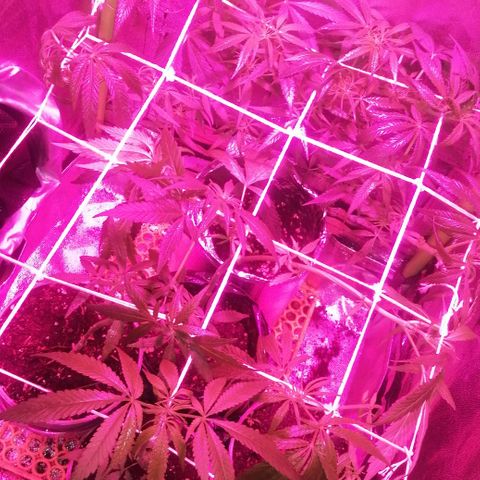 shurak kush  growlog timeline photo