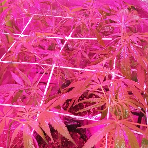 shurak kush  growlog photo: tenemos 2 ejemplares hembra y las 3 restantes en proceso de sexado.. dejo imagenes, a disminuido muchisimo el nunero de ramas ya que tuvimos qué sacar dos ejemplares de las cuáles estaban esas 2 con una que tenemos en el indoor, de las mas grandes y fuertes, lamentable este suceso🤔 pero bueno les dejo imágenes hasta la proxima 