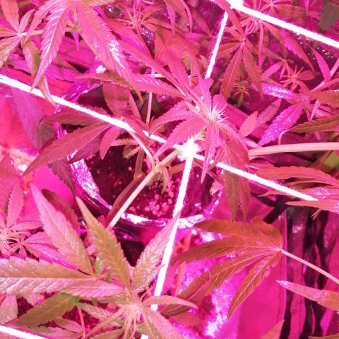 shurak kush  growlog photo: tenemos 2 ejemplares hembra y las 3 restantes en proceso de sexado.. dejo imagenes, a disminuido muchisimo el nunero de ramas ya que tuvimos qué sacar dos ejemplares de las cuáles estaban esas 2 con una que tenemos en el indoor, de las mas grandes y fuertes, lamentable este suceso🤔 pero bueno les dejo imágenes hasta la proxima 