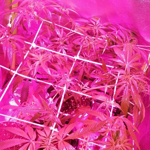 shurak kush  growlog photo: tenemos 2 ejemplares hembra y las 3 restantes en proceso de sexado.. dejo imagenes, a disminuido muchisimo el nunero de ramas ya que tuvimos qué sacar dos ejemplares de las cuáles estaban esas 2 con una que tenemos en el indoor, de las mas grandes y fuertes, lamentable este suceso🤔 pero bueno les dejo imágenes hasta la proxima 