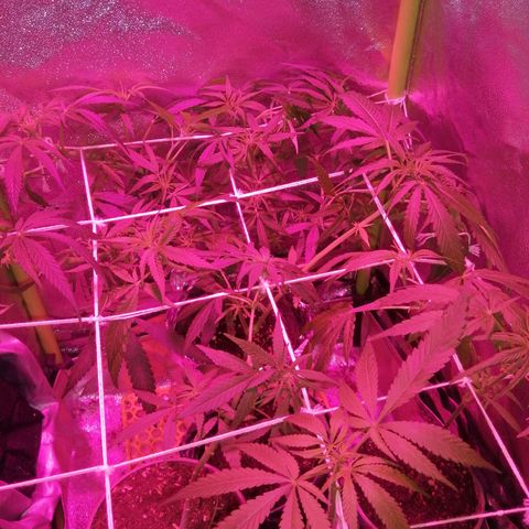 shurak kush  growlog photo: 2 hembras, 2 machos ya descartados de la carpa y 3 ejemplares en proceso de sexado( las dos ejemplares H son pequeñas no se les dio mucha atencion en el vegetativo 