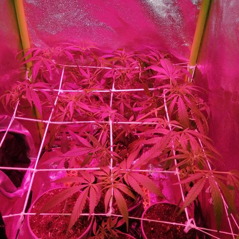 shurak kush  growlog photo: 2 hembras, 2 machos ya descartados de la carpa y 3 ejemplares en proceso de sexado( las dos ejemplares H son pequeñas no se les dio mucha atencion en el vegetativo 