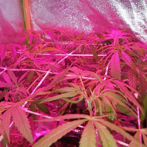 shurak kush  growlog photo: 2 hembras, 2 machos ya descartados de la carpa y 3 ejemplares en proceso de sexado( las dos ejemplares H son pequeñas no se les dio mucha atencion en el vegetativo 