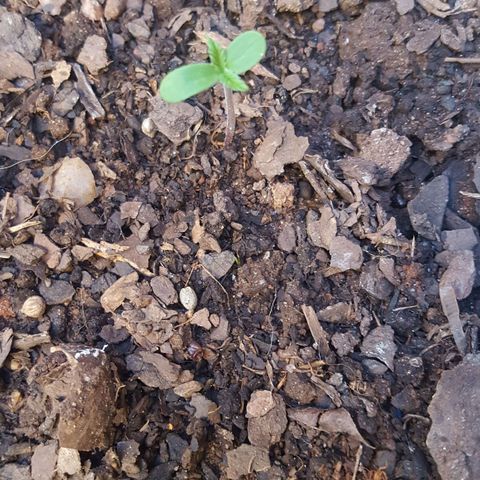 CJ3 growlog timeline photo