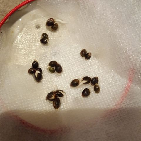 CJ3 growlog photo: Germination Trials 