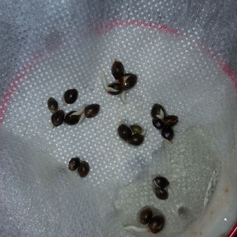 CJ3 growlog photo: Germination Trials 