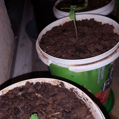 CJ3 growlog photo: Curry Leave Strain 