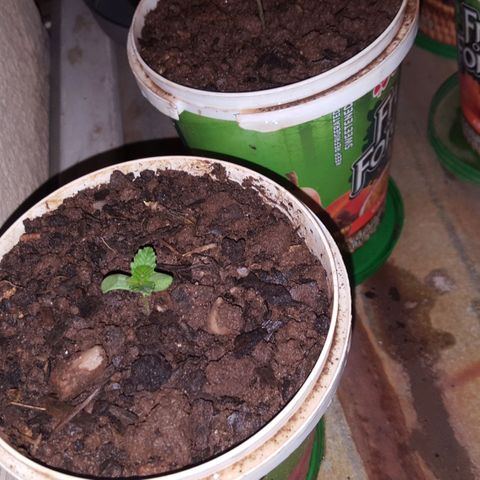 CJ3 growlog photo: Curry Leave Strain 