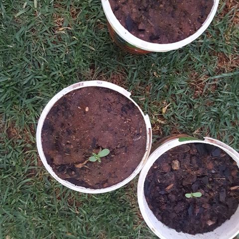 CJ3 growlog photo: Rose Tree Strain Transplant 