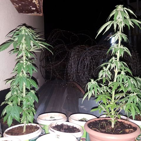 CJ3 growlog photo: Back up 