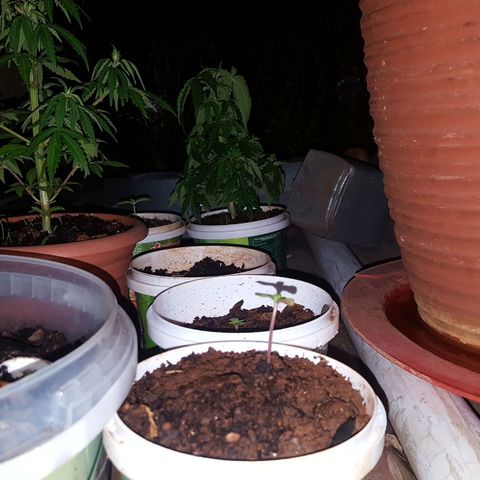 CJ3 growlog photo: Back up 
