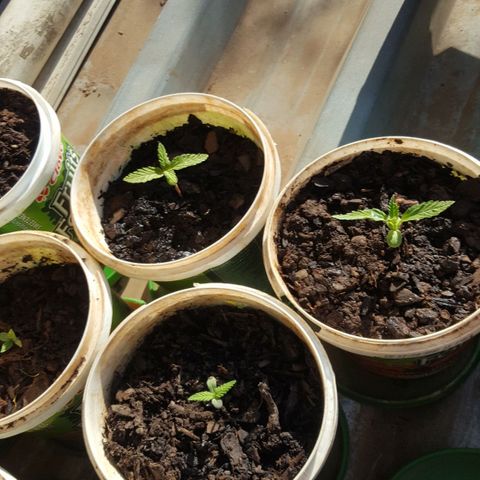 CJ3 growlog timeline photo