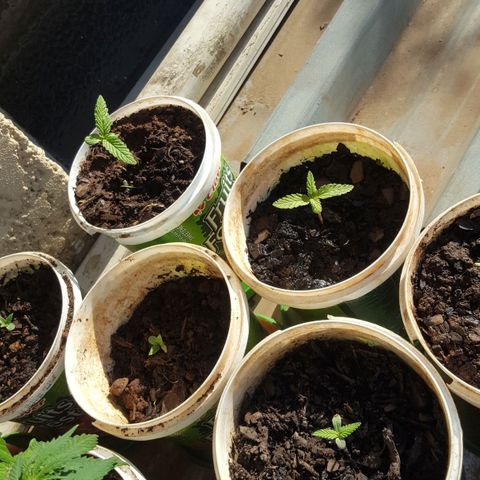 CJ3 growlog timeline photo