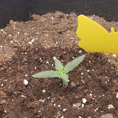 Trainwreck Auto growlog timeline photo