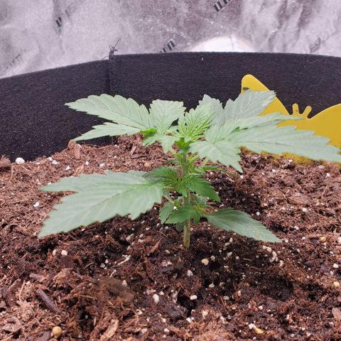 Trainwreck Auto growlog timeline photo