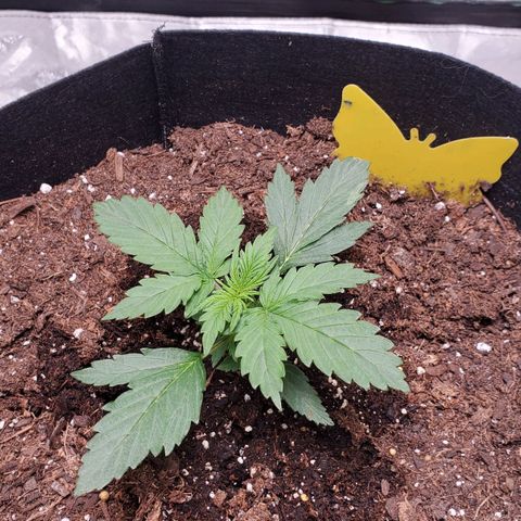 Trainwreck Auto growlog timeline photo
