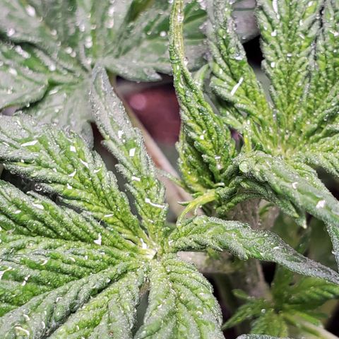 Trainwreck Auto growlog timeline photo