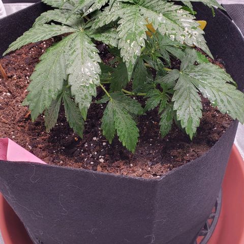 Trainwreck Auto growlog timeline photo