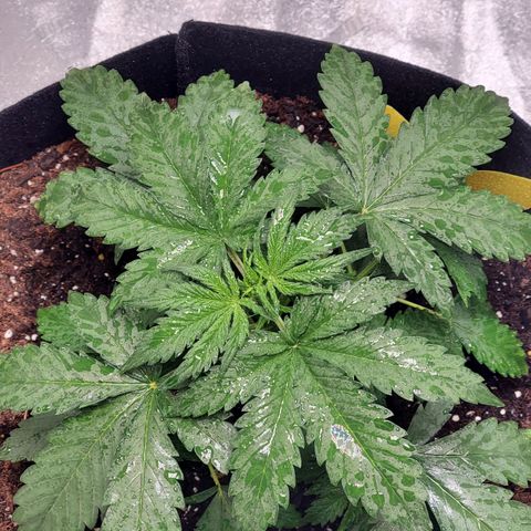 Trainwreck Auto growlog timeline photo