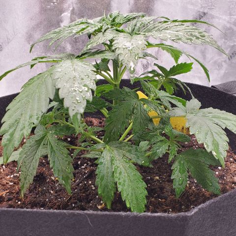 Trainwreck Auto growlog timeline photo