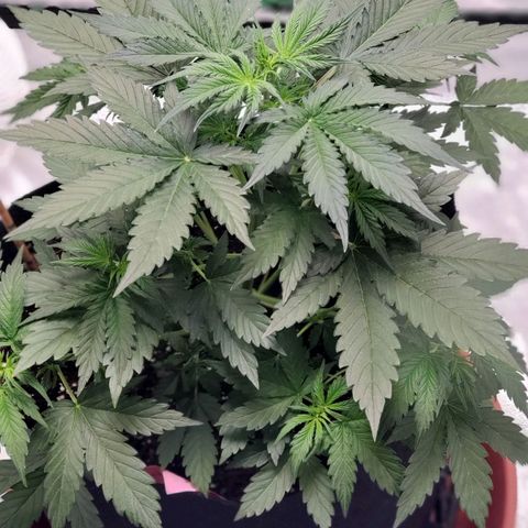 Trainwreck Auto growlog photo: 9 leaves