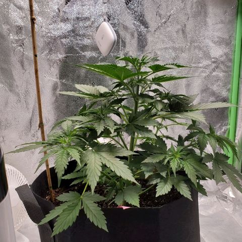 Trainwreck Auto growlog photo: 9 leaves