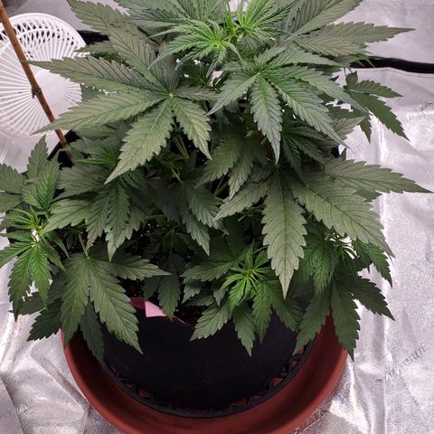 Trainwreck Auto growlog photo: 9 leaves