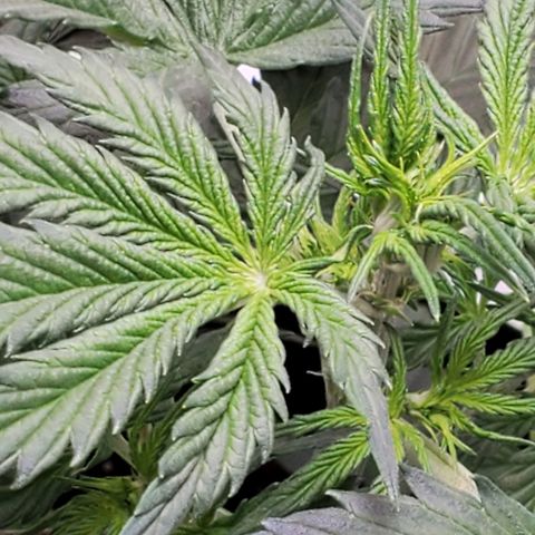 Trainwreck Auto growlog photo: 9 leaves