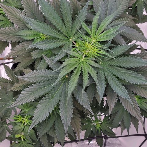 Trainwreck Auto growlog timeline photo