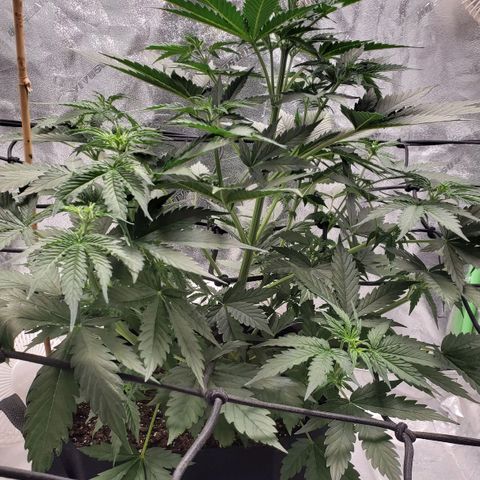 Trainwreck Auto growlog timeline photo